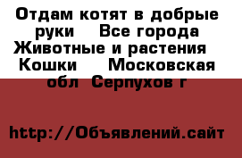 Отдам котят в добрые руки. - Все города Животные и растения » Кошки   . Московская обл.,Серпухов г.